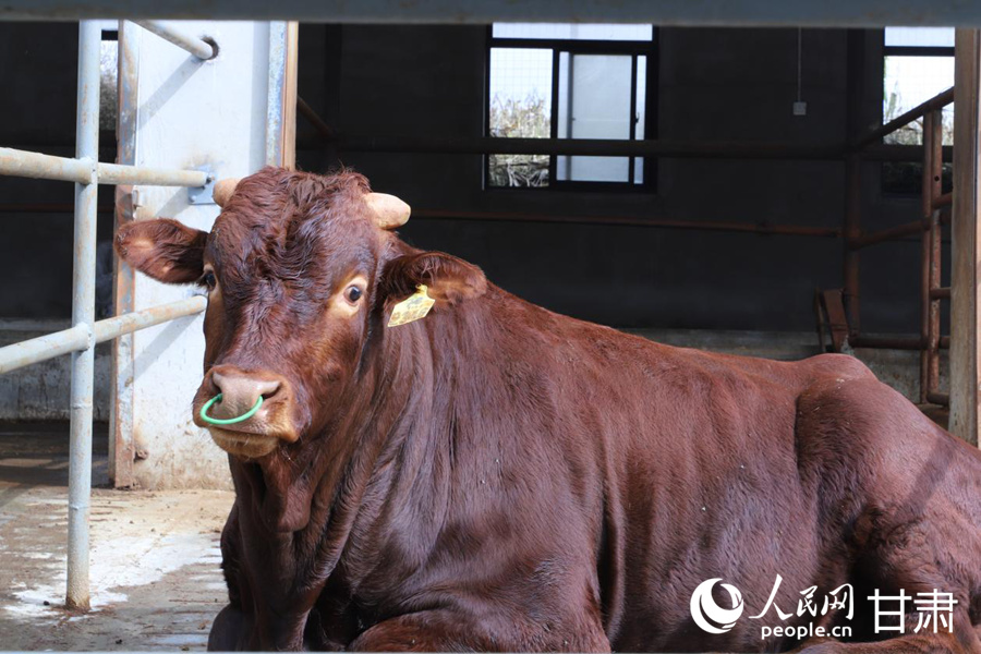 涇川縣 “平涼紅?！备叨擞蕡龅姆N牛。人民網記者 米媛攝