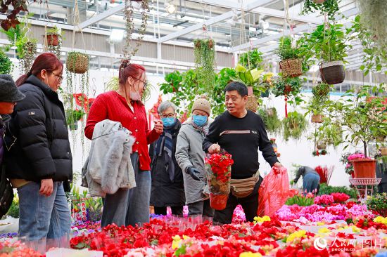 春節期間，天津市民在西青區中北鎮曹莊花卉市場選購鮮花。人民網記者 崔新耀攝